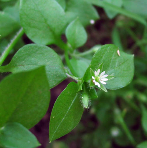 Detailed Picture 2 of Common Chickweed
