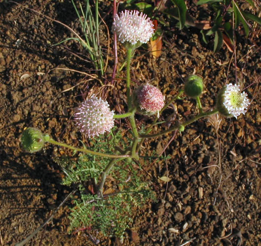 Detailed Picture 3 of White Pincushion