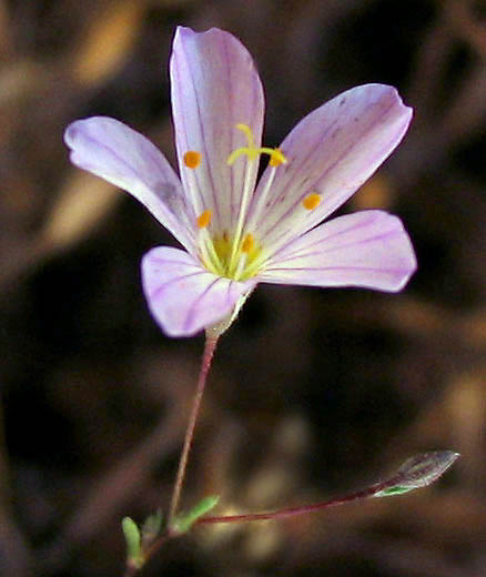 Detailed Picture 3 of Flax-flowered Linanthus