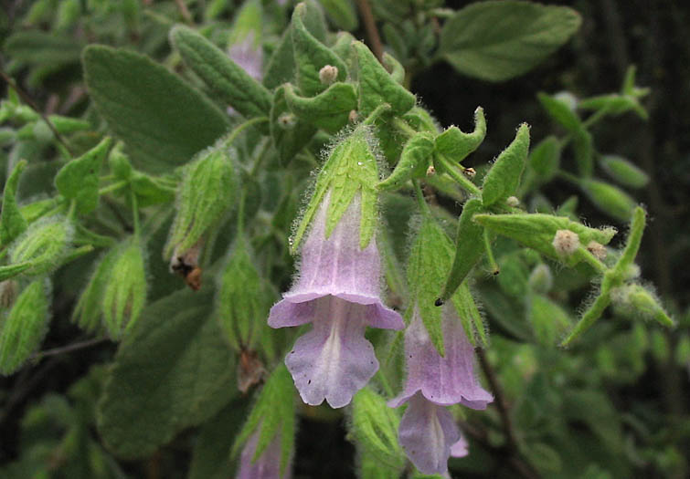 Detailed Picture 2 of Pitcher Sage