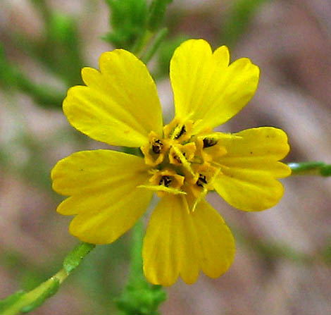 Detailed Picture 2 of Slender Tarweed