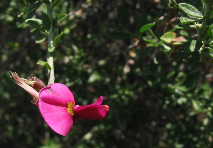 Detailed Picture 2 of Chaparral Pea