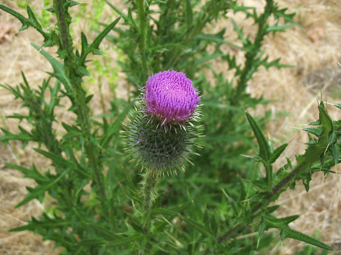Detailed Picture 1 of Bull Thistle