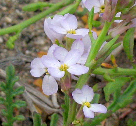 Detailed Picture 3 of Sea Rocket