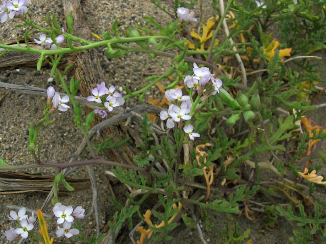 Detailed Picture 4 of Sea Rocket