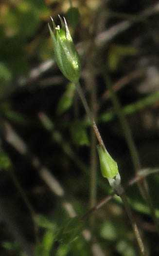 Detailed Picture 5 of Shiny Chickweed