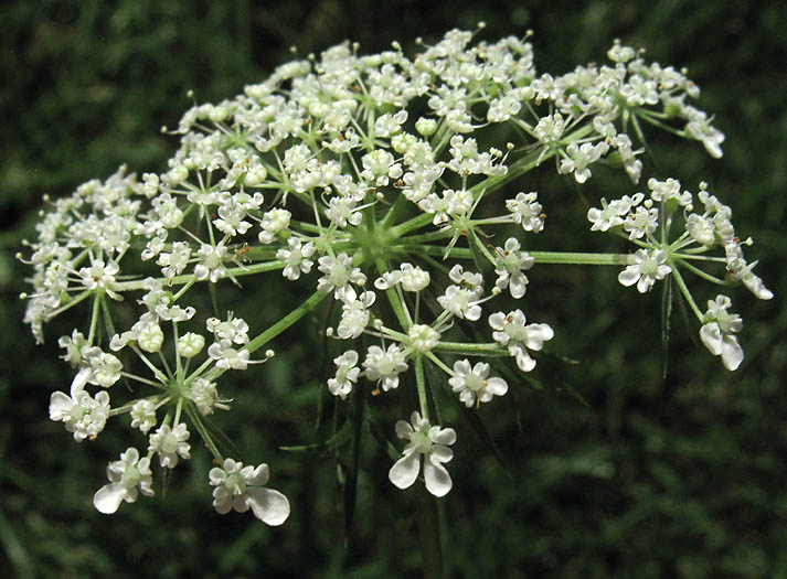 Detailed Picture 2 of Queen Anne's Lace