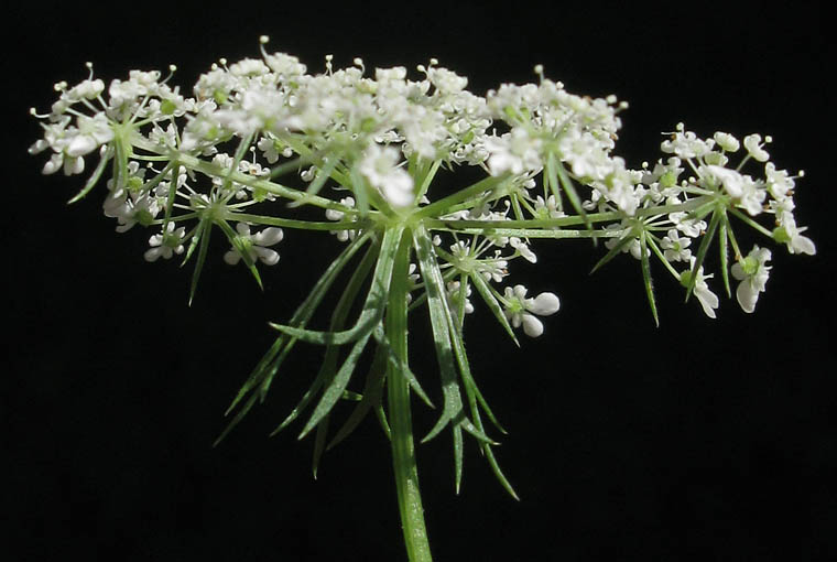 Detailed Picture 3 of Queen Anne's Lace