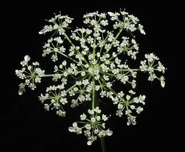Detailed Picture 1 of Queen Anne's Lace