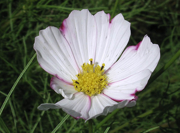 Detailed Picture 2 of Garden Cosmos