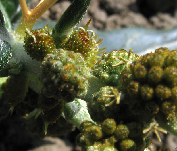 Detailed Picture 1 of Spiny Cocklebur