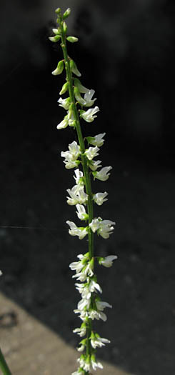 Detailed Picture 3 of White Sweet Clover