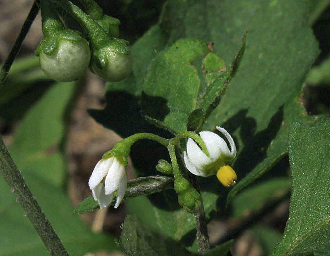 Detailed Picture 1 of Little White Nightshade