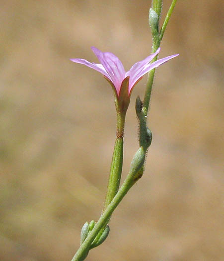 Detailed Picture 3 of Field Willow-herb