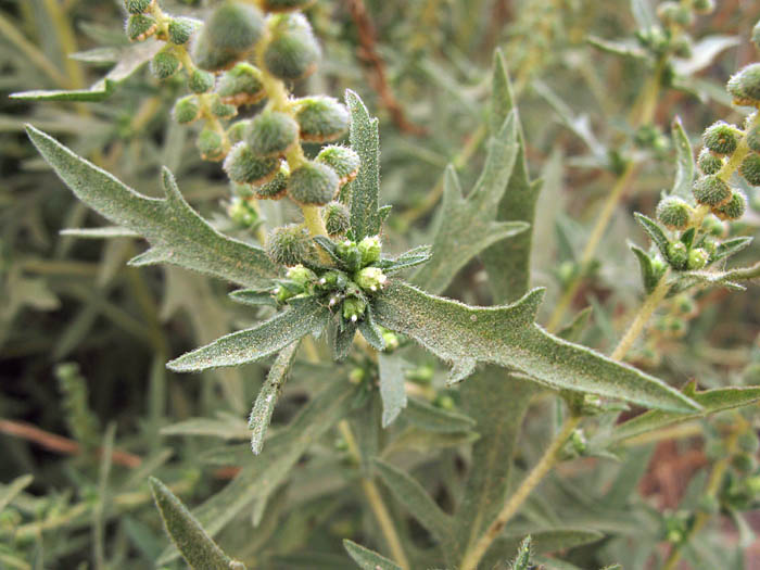 Detailed Picture 4 of Western Ragweed