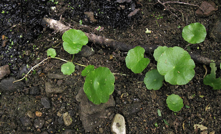 Detailed Picture 6 of Whorled Marsh Pennywort