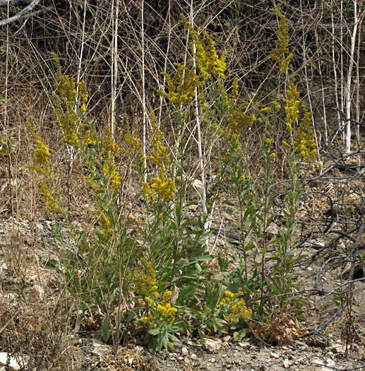 Detailed Picture 6 of California Goldenrod
