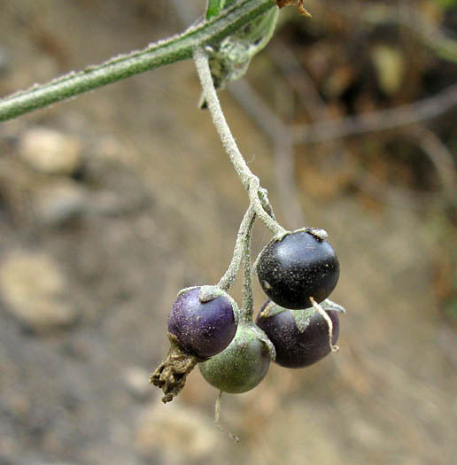 Detailed Picture 5 of White Nightshade