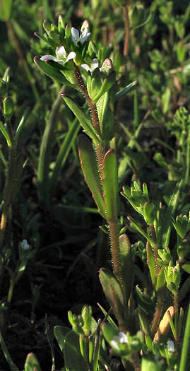 Detailed Picture 4 of Hairy Purslane Speedwell