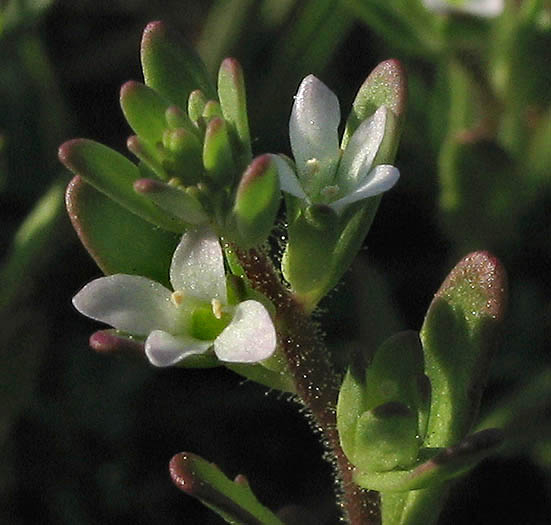 Detailed Picture 2 of Hairy Purslane Speedwell