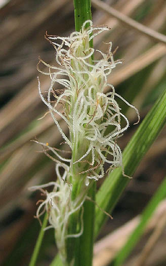 Detailed Picture 2 of Clustered Field Sedge