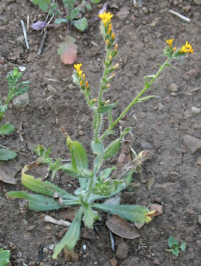 Detailed Picture 4 of Common Fiddleneck