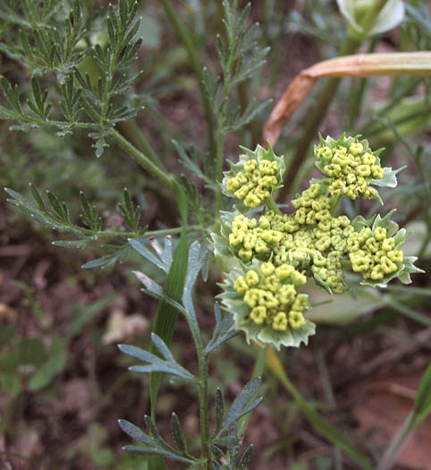 Detailed Picture 3 of Hog Fennel