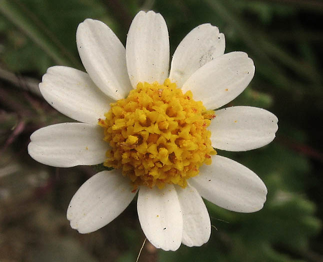 Detailed Picture 1 of Rock Daisy