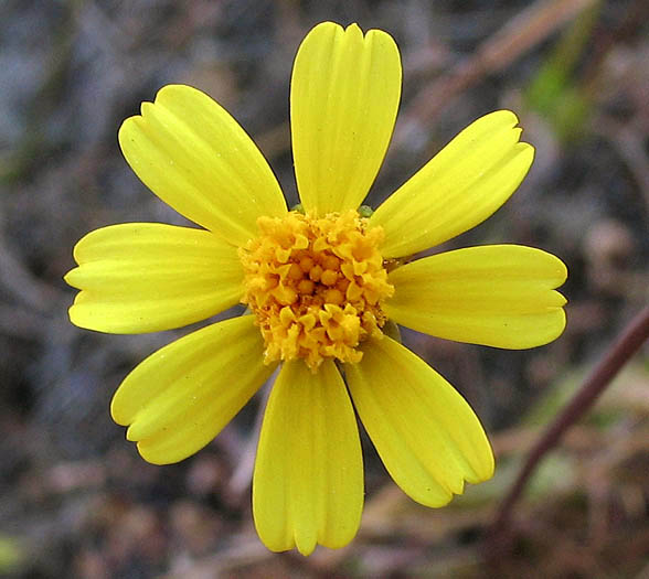 Detailed Picture 1 of California Coreopsis