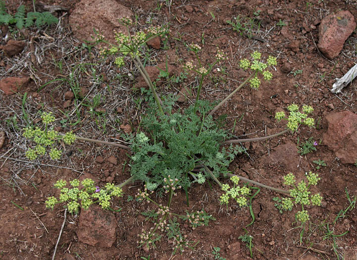 Detailed Picture 4 of Woolly Lomatium