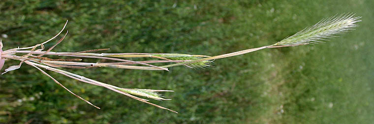 Detailed Picture 4 of Dwarf Barley