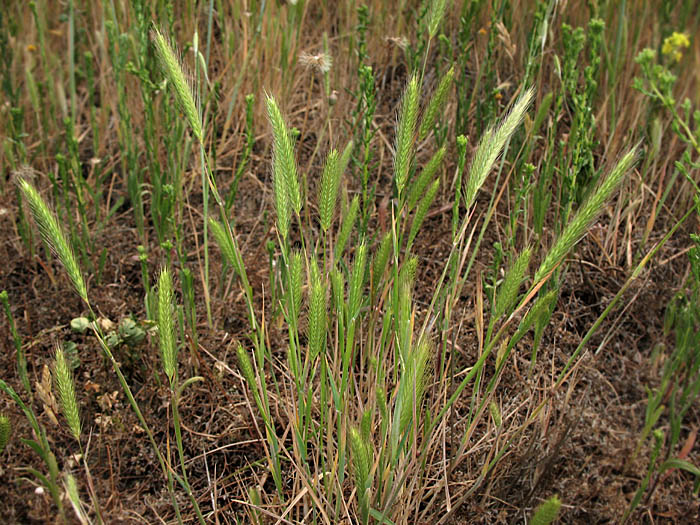 Detailed Picture 5 of Dwarf Barley