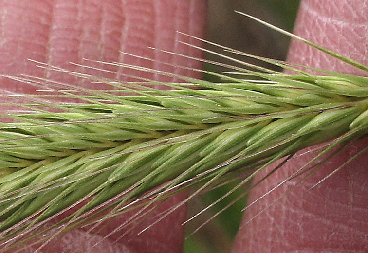 Detailed Picture 2 of Dwarf Barley