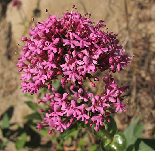 Detailed Picture 2 of Red Valerian