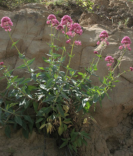 Detailed Picture 3 of Red Valerian