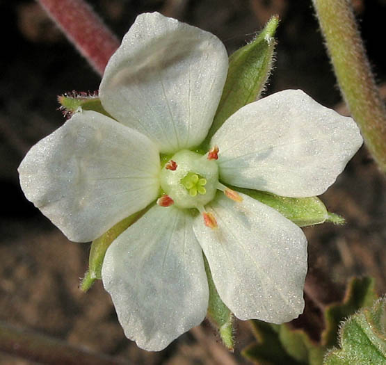 Detailed Picture 1 of White-flowered Filaree
