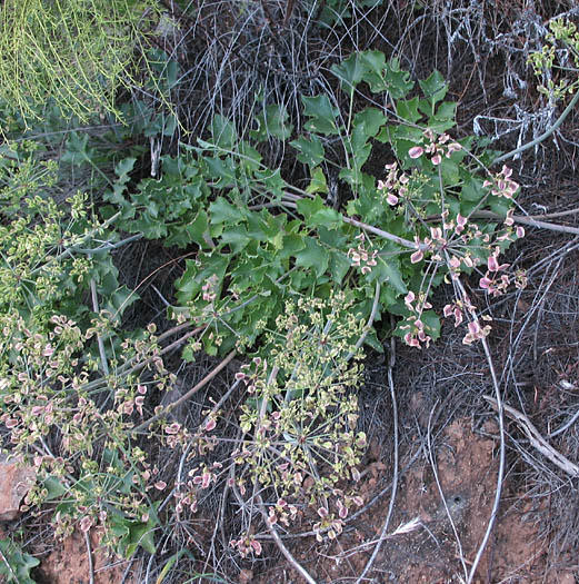 Detailed Picture 5 of Shiny Lomatium