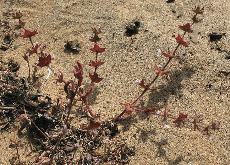 Detailed Picture 6 of California Chorizanthe
