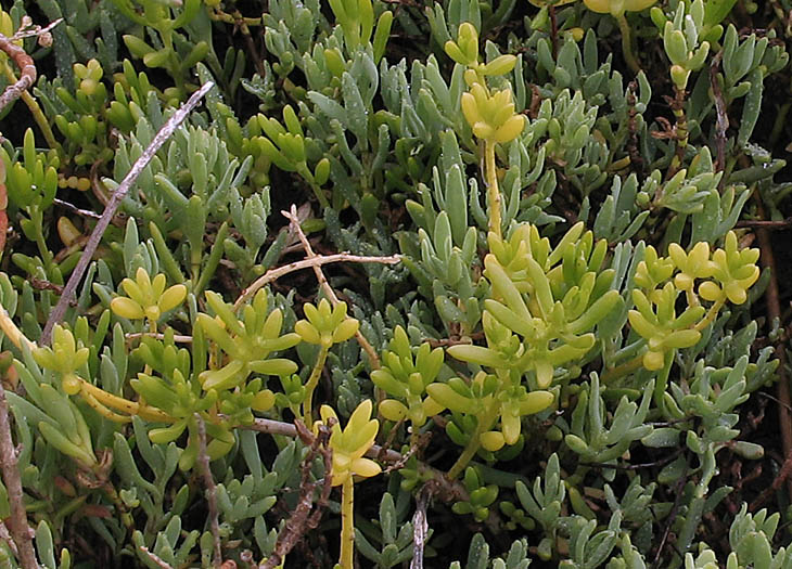 Detailed Picture 3 of Saltwort