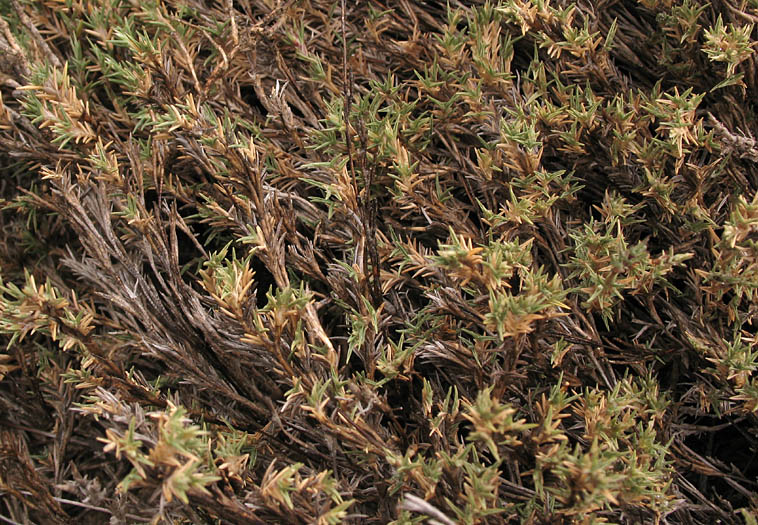 Detailed Picture 3 of Shoregrass
