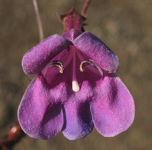 Detailed Picture 1 of Foothill Penstemon