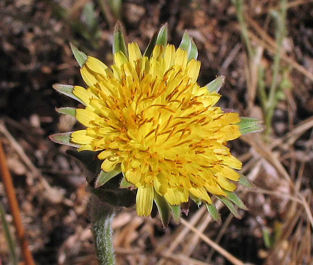 Detailed Picture 2 of Mountain Dandelion