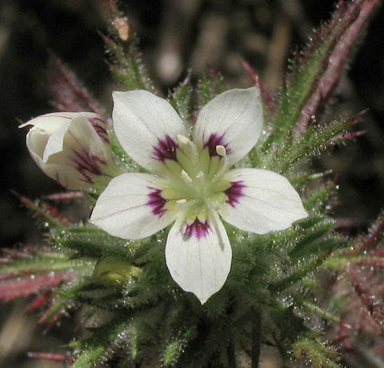 Detailed Picture 4 of Downy Navarretia