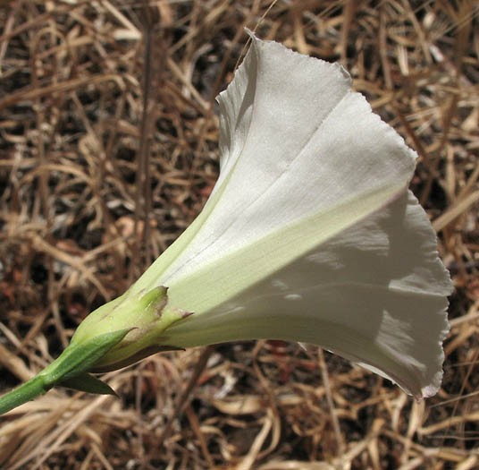 Detailed Picture 2 of Pacific False Bindweed