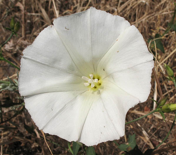 Detailed Picture 1 of Pacific False Bindweed
