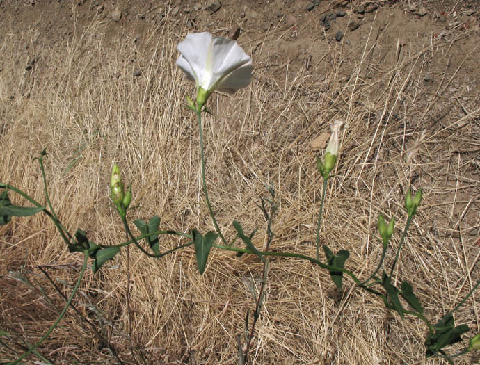 Detailed Picture 4 of Pacific False Bindweed