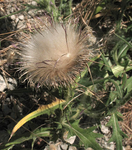 Detailed Picture 4 of Bull Thistle