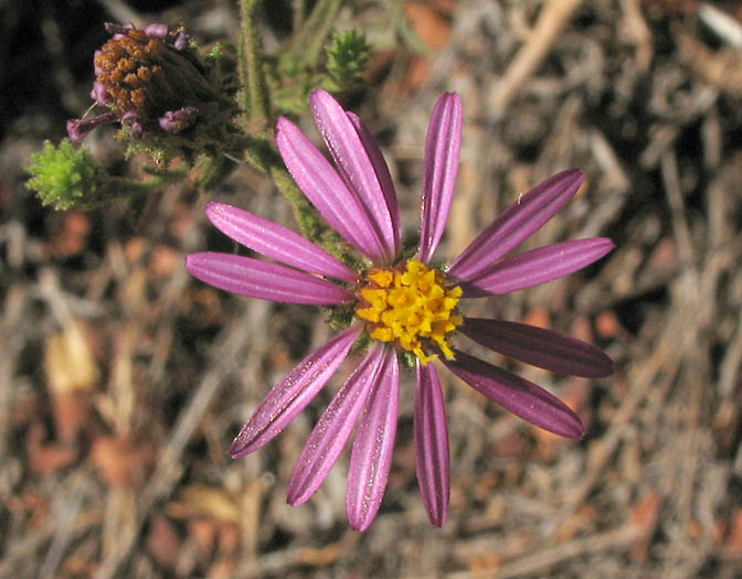 Detailed Picture 3 of Woolly Aster