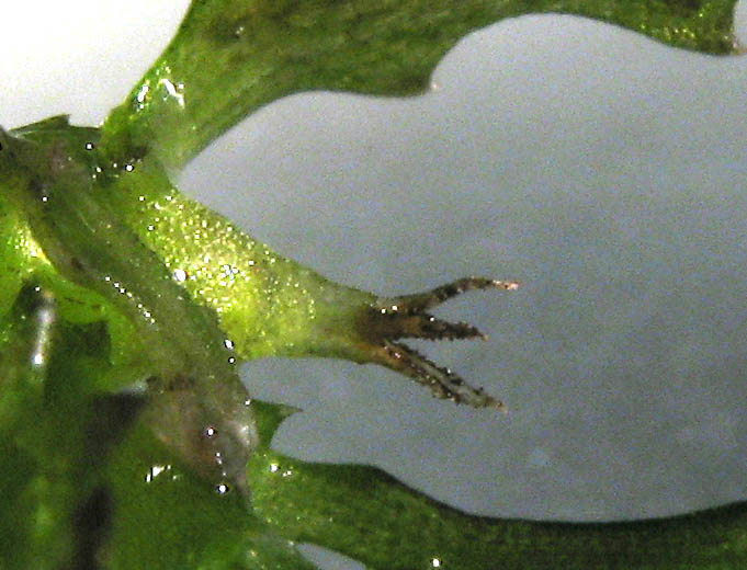 Detailed Picture 1 of Holly-leaved Water-nymph