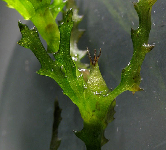 Detailed Picture 2 of Holly-leaved Water-nymph